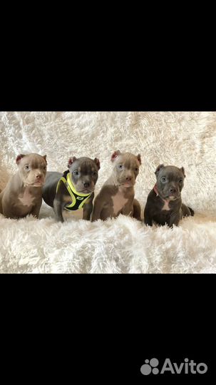 Американский булли щенки