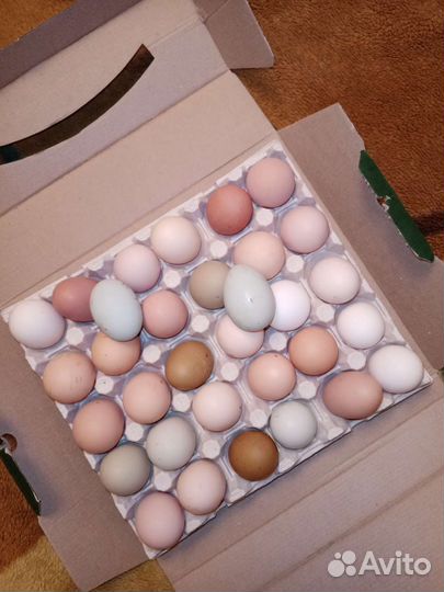 Инкубационное яйцо