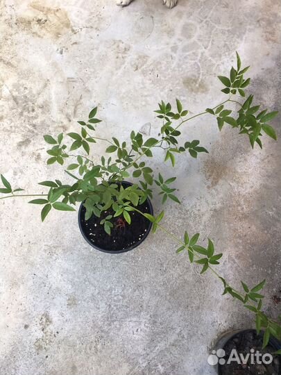 Роза плетистая