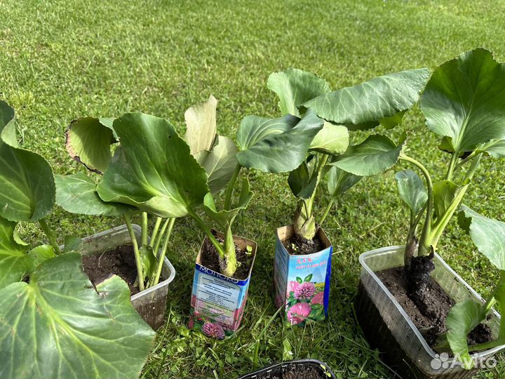 Многолетники для сада