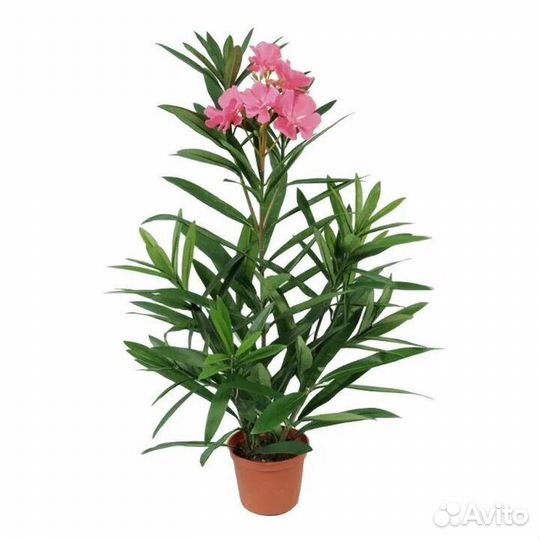 Олеандр розовый