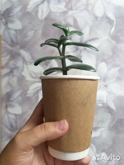 Денежное дерево толстянка крассула