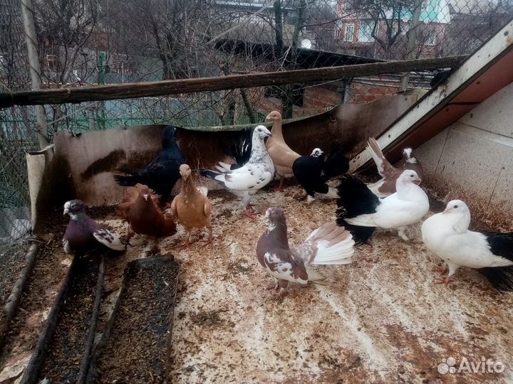 Голуби 3 вида