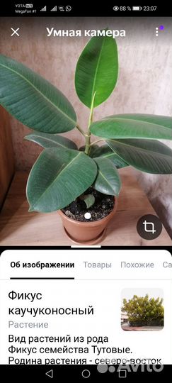 Фикус каучуковый