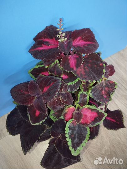 Комнатные растения