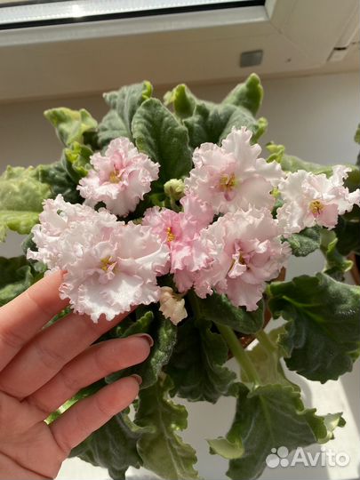 Фиалка кудрявая детка