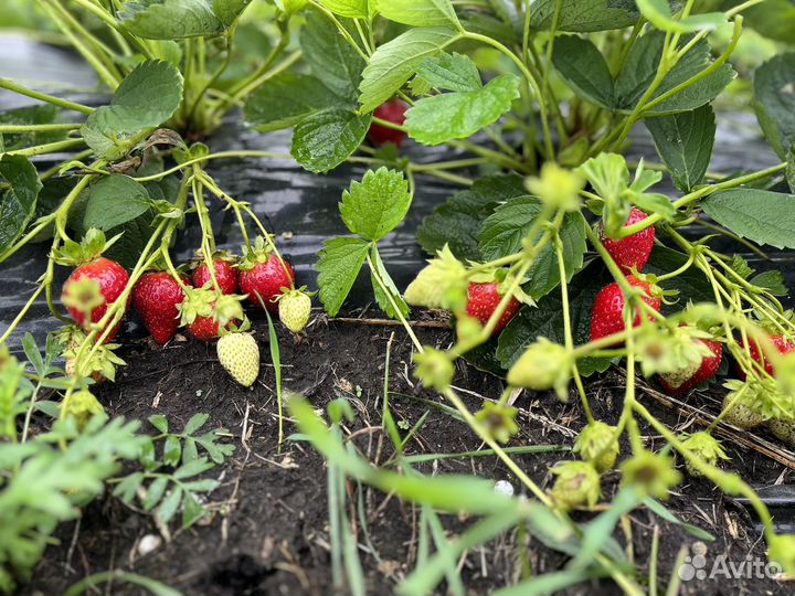 Рассада клубники(Мурано )