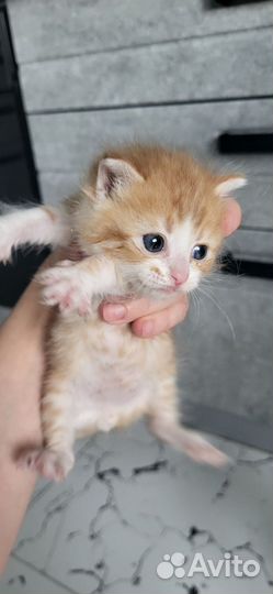 Кошки в добрые руки