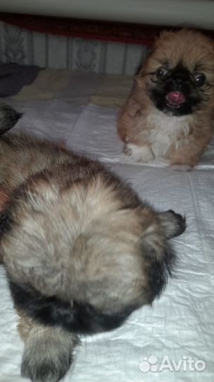 Щенки пекинеса