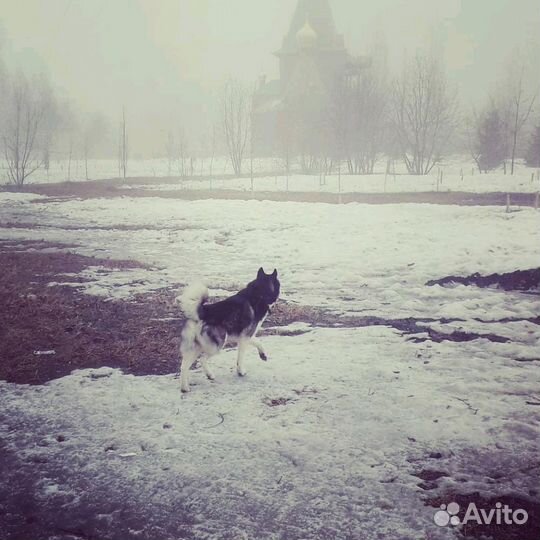 Кобель хаски для вязки