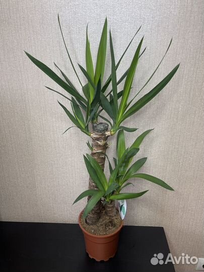 Пальма юкка комнатные цветы