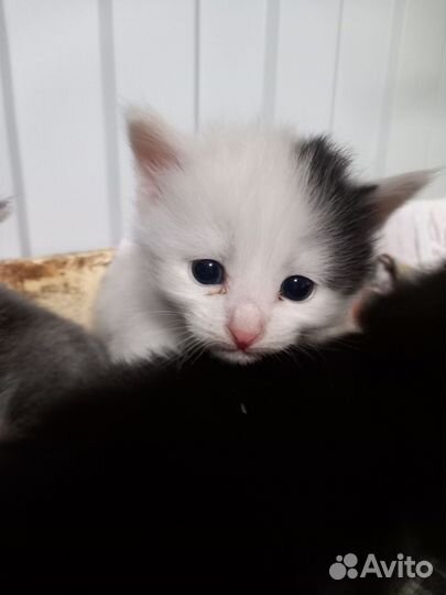 Отдам котят