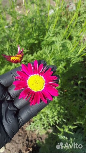 Пиретрум Многолетники