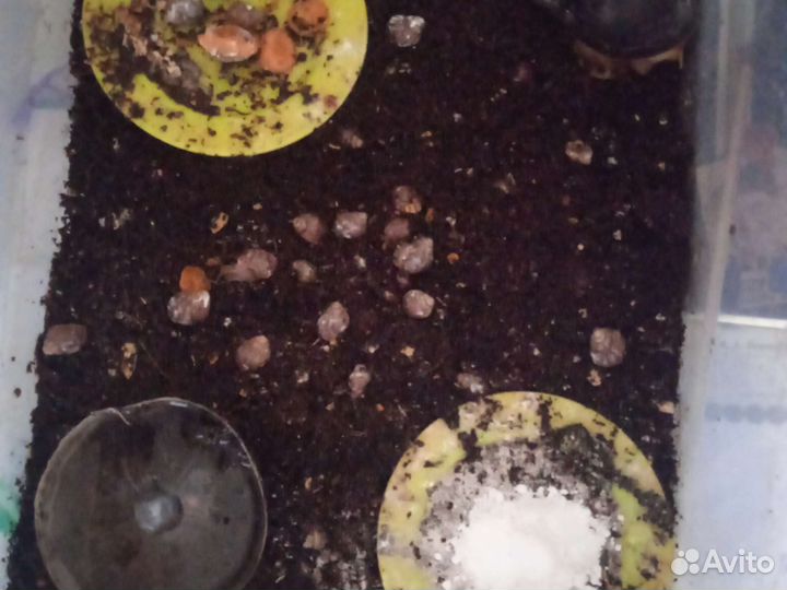 Улитки ахатины маленькие