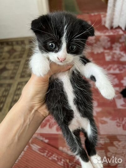 Вислоухие Котята в добрые руки