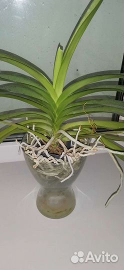 Ванда Papilionanda paksorn fragrance