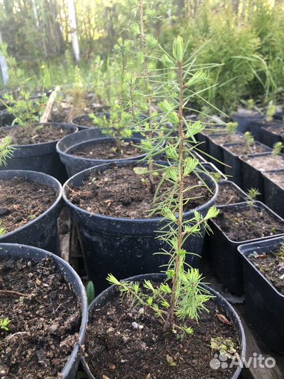 Лиственница Американская