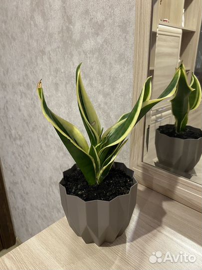 Сансевиерия