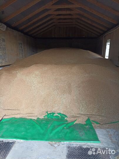 Продам пшеницу 4 класс