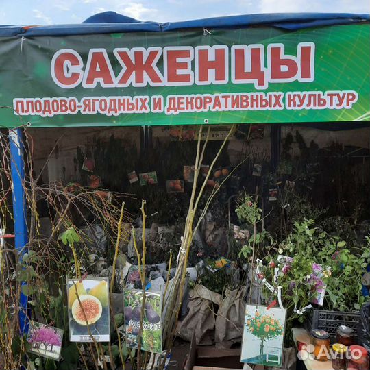 Саженцы плодовых деревьев и декоративные растения