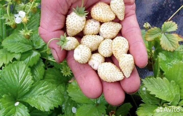 Ремонтантнач белоплодная земляника