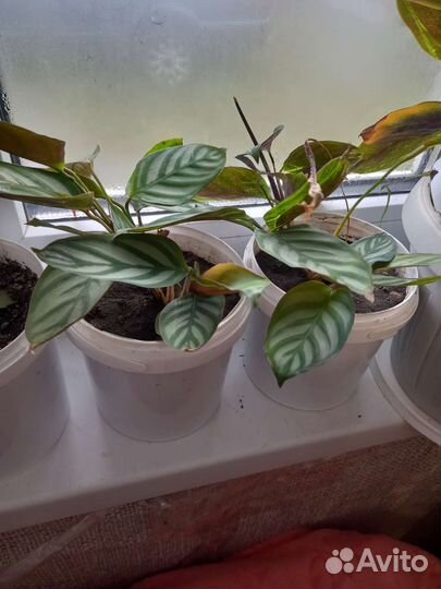 Бесплатно маранта