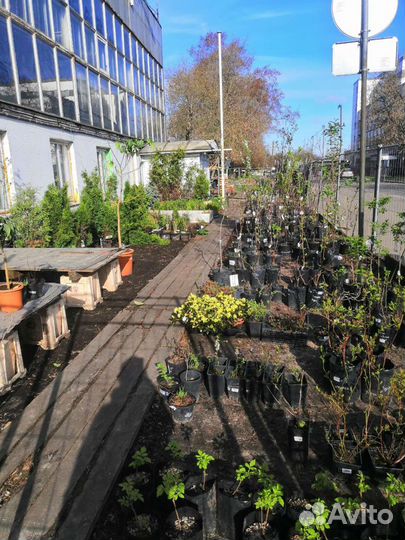 Саженцы плодовых растений. Яблоня. Вишня. Груша