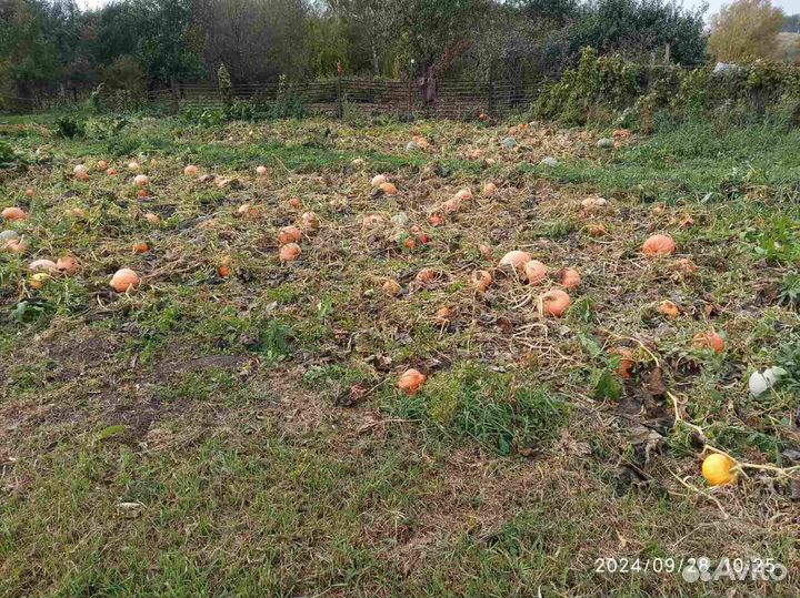 Кабачки, паттисоны,тыква с доставкой