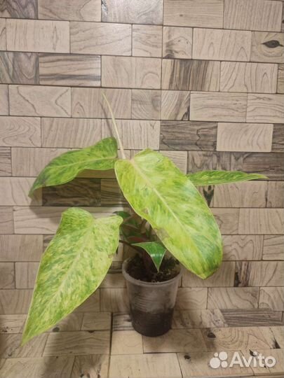 Филодендрон медуза