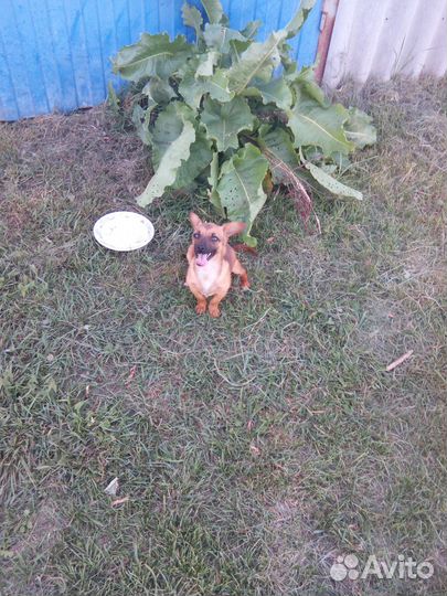 Собачка для сумочки