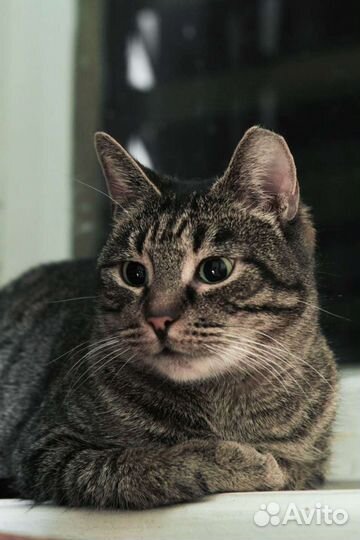 Европейская бездомная кошка Шипучка