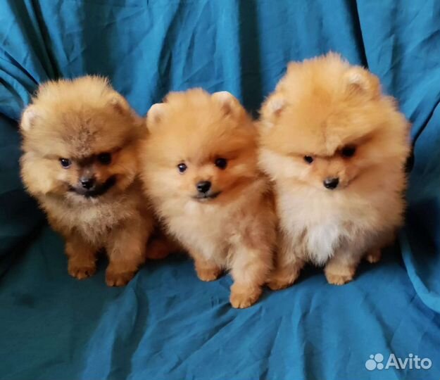 Померанские шпицы с документами в Казани