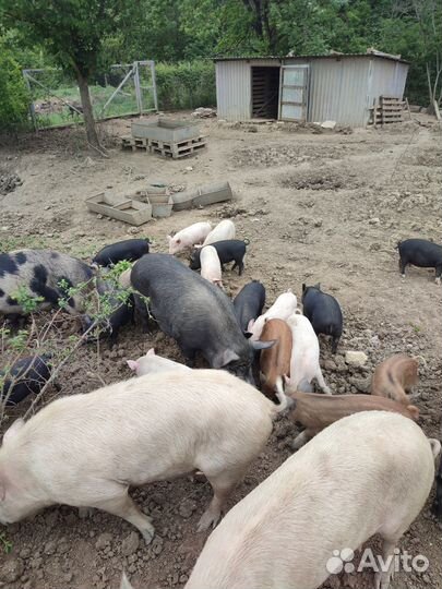 Поросята помесь