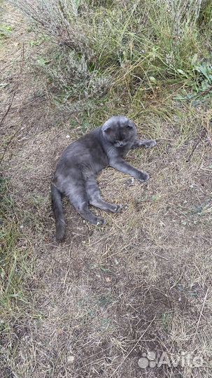 Британский кот