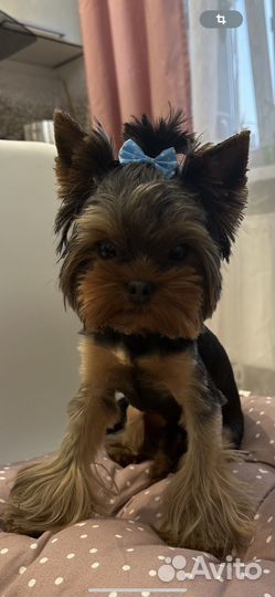 Йоркширский терьер вязка мальчик