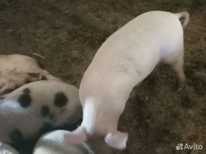 Поросята