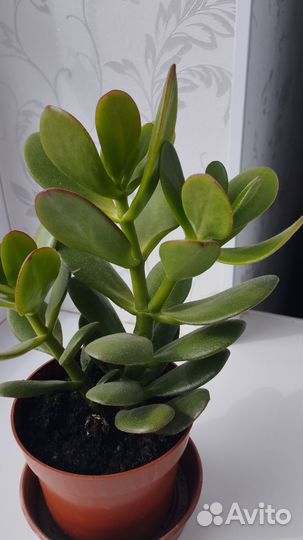 Комнатные растения