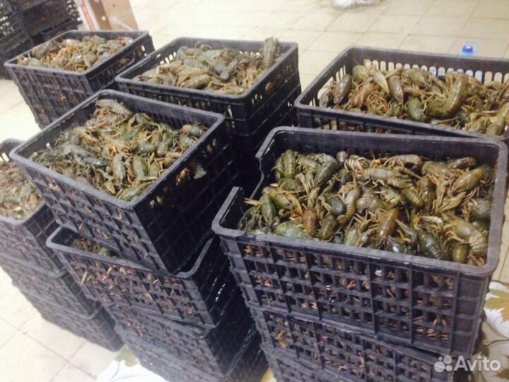 Ищу частного инвестора