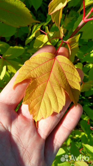 Клен канадский саженцы