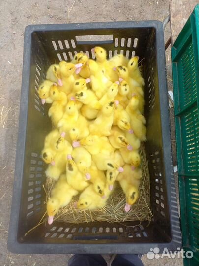 Утята, муларды, гусята