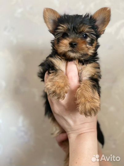 Йоркширский терьер