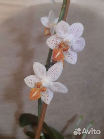 Орхидея mini марк