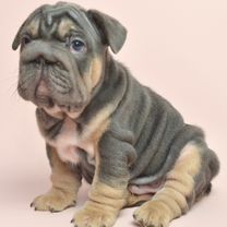 Французский бульдог, щенок