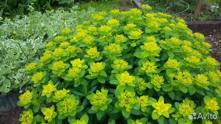 Садовые растения, цветы для дачи