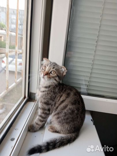 Котик