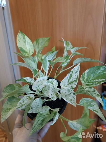 Сциндапсус хеппи лиф