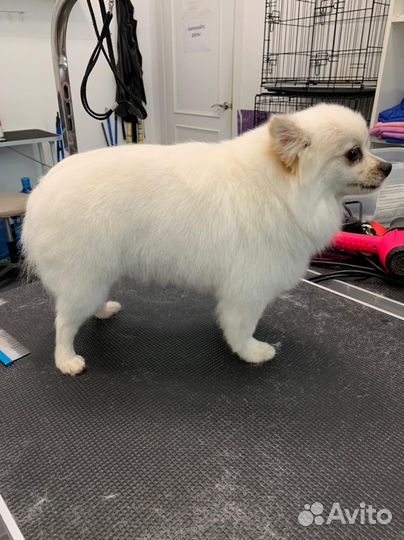 Груминг, Стрижка собак