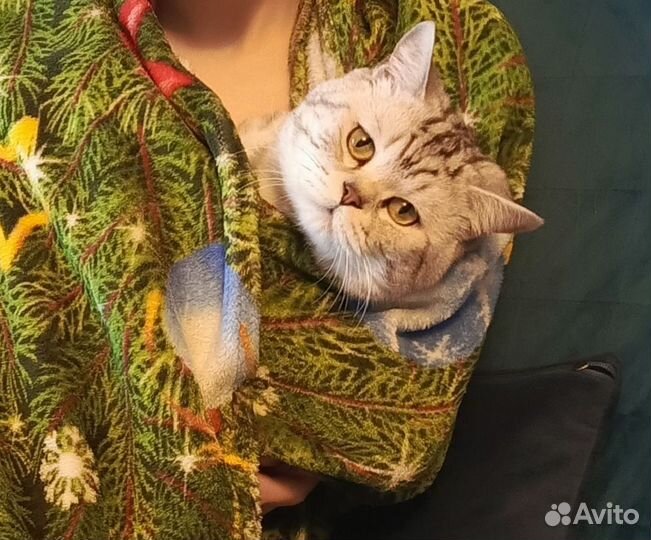 Котенок ищет любящих хозяев