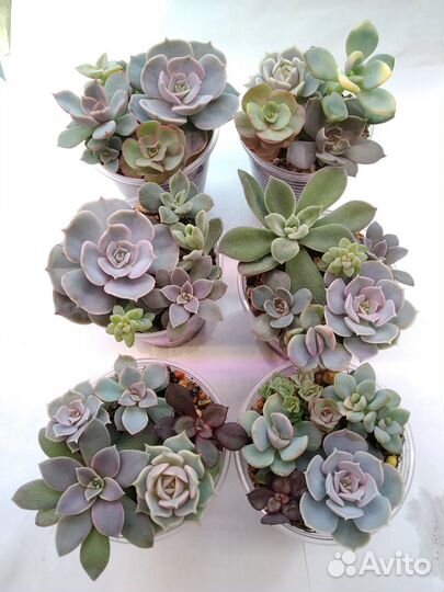 Наборы суккулентов. Эхеверии