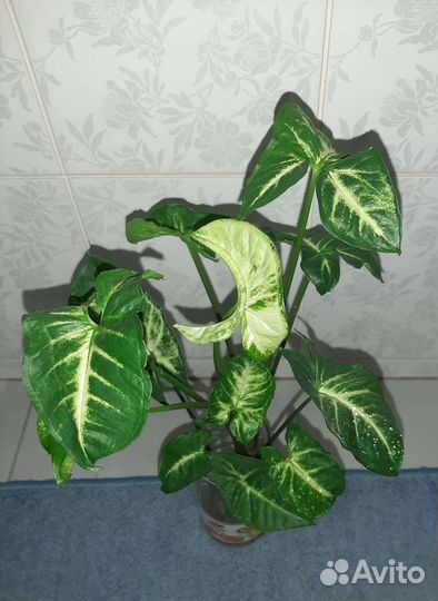 Сингониум отростки, спатифиллум, женское счастье